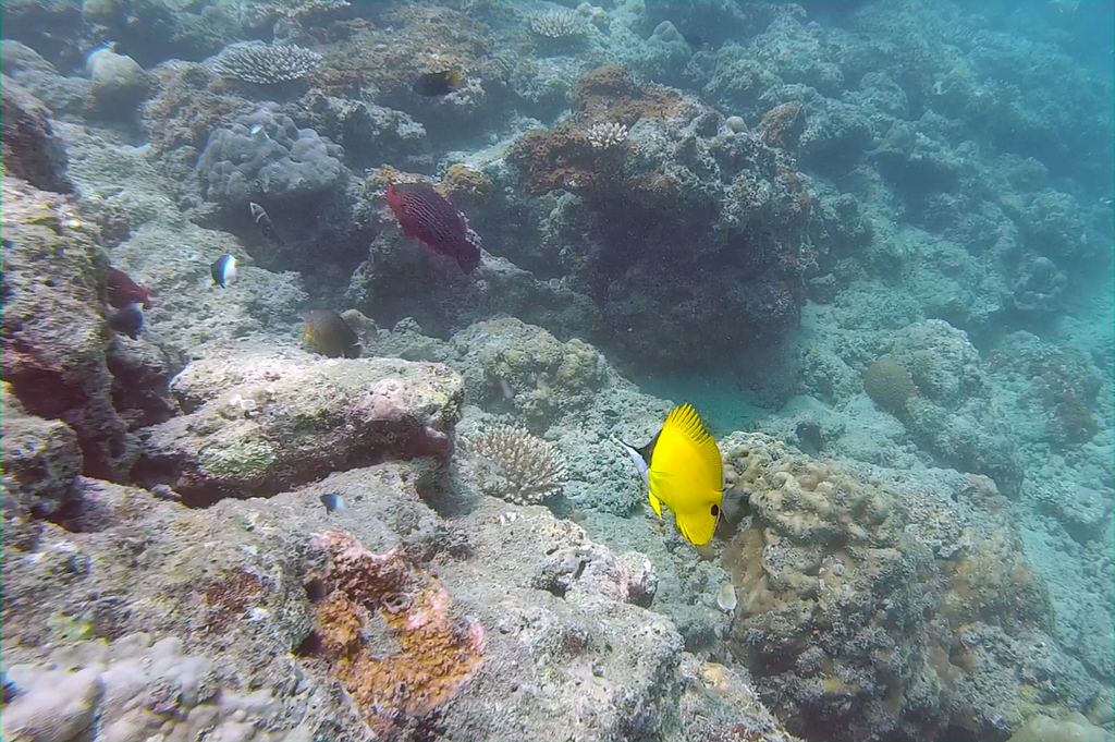 Forcepsfish