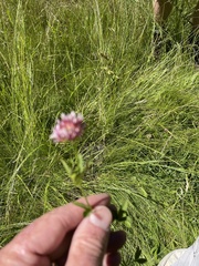 Trifolium wormskioldii