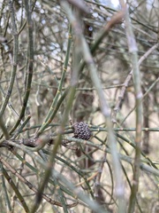 Allocasuarina luehmannii