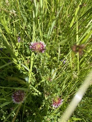 Trifolium wormskioldii