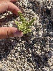 Nitrophila mohavensis