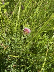 Trifolium wormskioldii