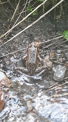 Rana cascadae
