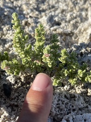 Nitrophila mohavensis
