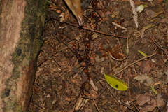 Eciton burchellii