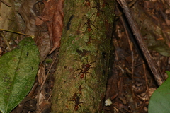 Eciton burchellii