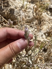 Chloropyron tecopense