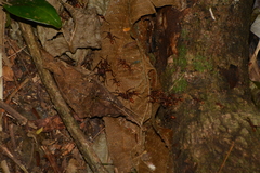 Eciton burchellii
