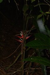 Heliconia angusta