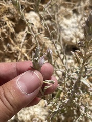 Chloropyron tecopense