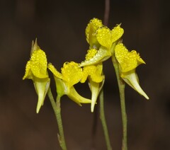 Utricularia erectiflora