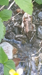 Rana cascadae