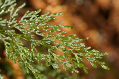 Hymenophyllum australe