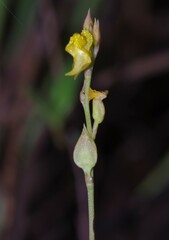 Utricularia erectiflora