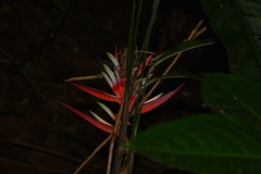 Heliconia angusta