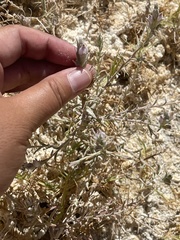 Chloropyron tecopense