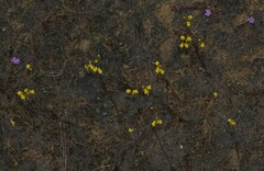 Utricularia erectiflora