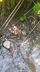 Rana cascadae