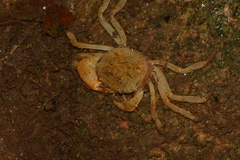 Trichodactylus