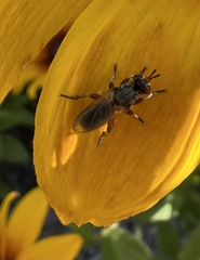 Thecophora modesta