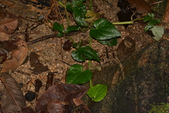Manekia obtusa
