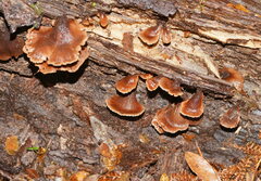 Lentinellus castoreus