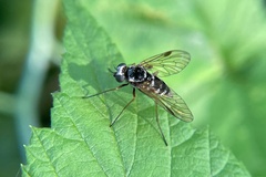 Chrysopilus fasciatus