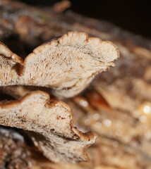 Lentinellus castoreus