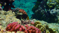 Plectroglyphidodon phoenixensis