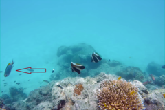 Pomacentrus lepidogenys