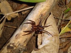 Asthenoctenus borellii