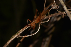 Agraeciina