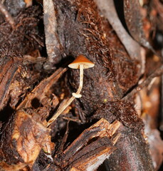 Conocybe filaris