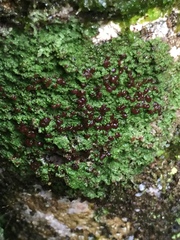 Micarea prasina
