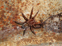 Asthenoctenus borellii