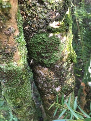 Micarea prasina