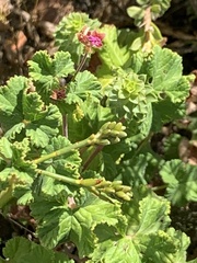 Pelargonium vitifolium