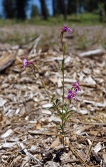 Clarkia virgata