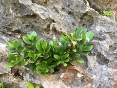 Cyclophyllum sessilifolium