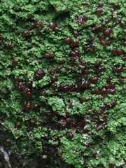 Micarea prasina