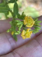 Hypericum virgatum
