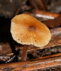 Entoloma aromaticum