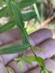 Hypericum virgatum