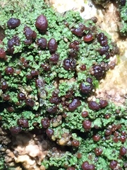 Micarea prasina