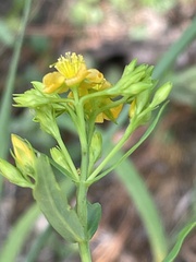 Hypericum virgatum