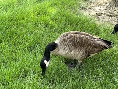 Branta canadensis