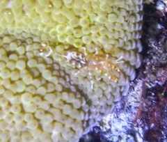 Periclimenes rathbunae