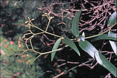Parsonsia brownii