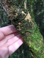 Micarea prasina