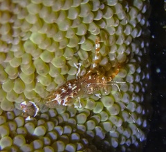 Periclimenes rathbunae